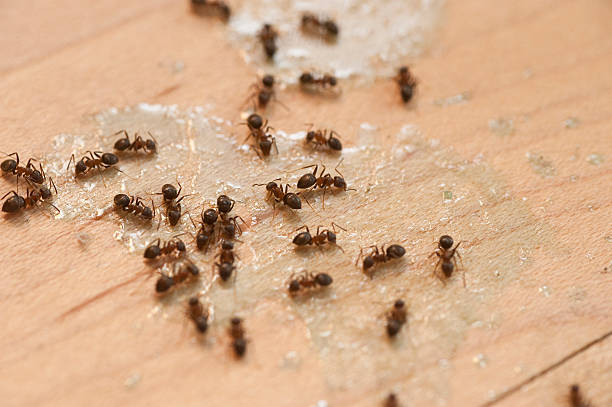 Flea Control Services in Champaign, IL