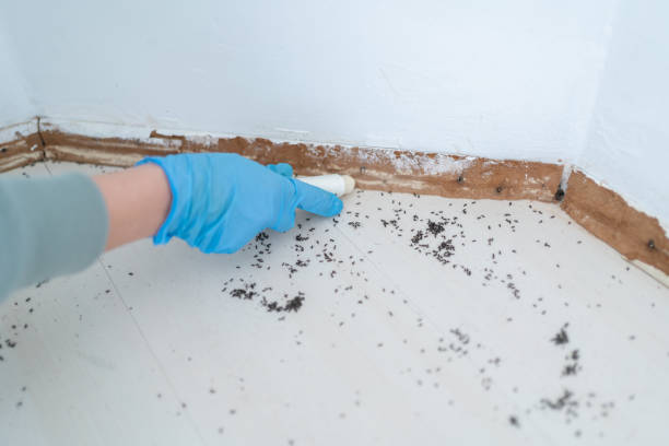 Best Ant Control Services  in Champaign, IL